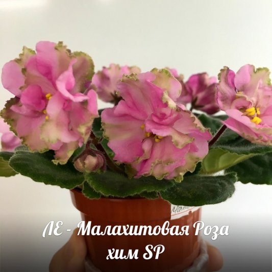 VUsk4K3AGHk_533x533.jpg