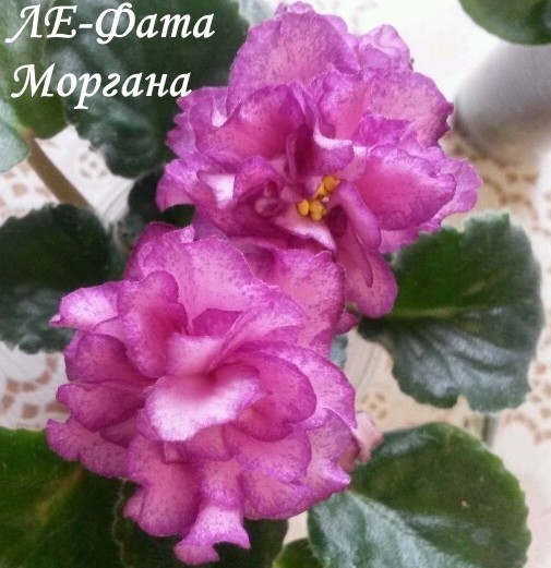 лит.jpg