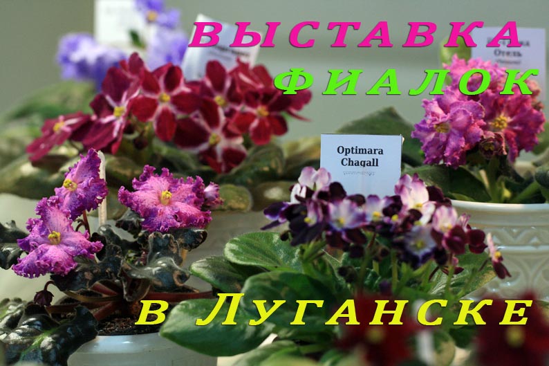 выст фиалIMG_3956 копия.jpg
