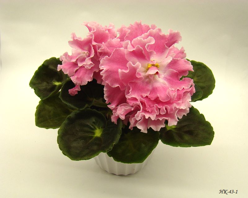 DSC07375.JPG