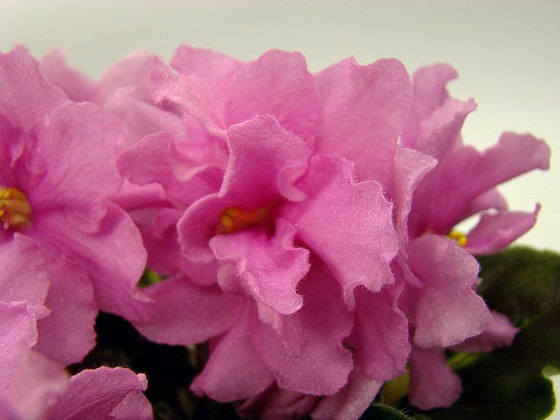 DSC07723.JPG