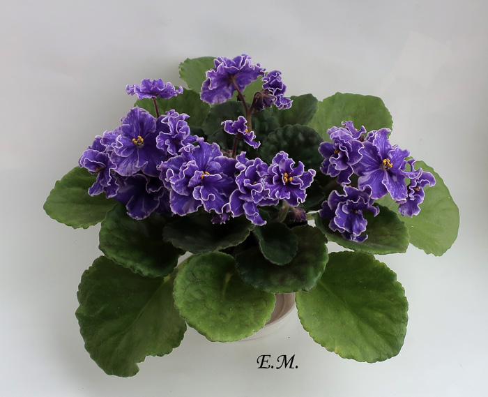 Grape-Glory.jpg