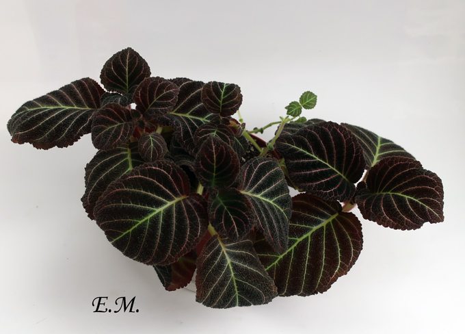 пирсия-hypocyrtiflora.jpg