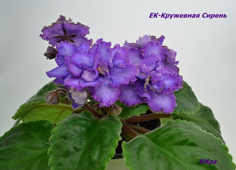ЕК-Кружевная СИрень.JPG