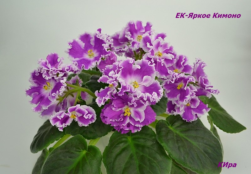 ЕК-Яркое Кимоно 2.JPG