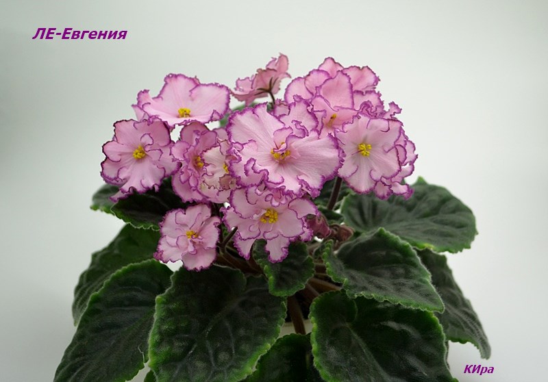 ЛЕ-Евгения.JPG