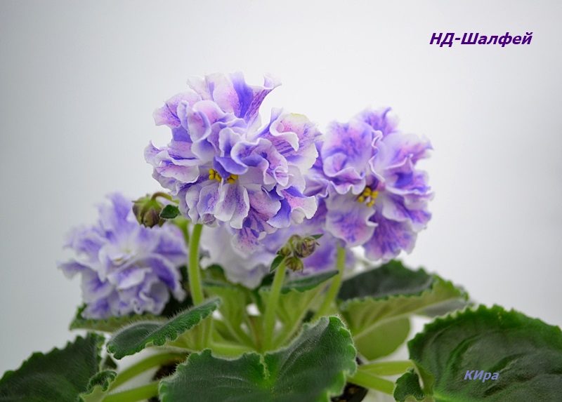 НД-Шалфей.JPG
