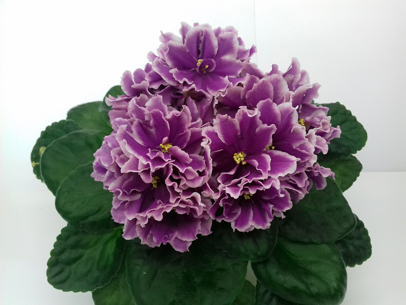 ЛЕ-Фуксиевая-Балерина.jpg