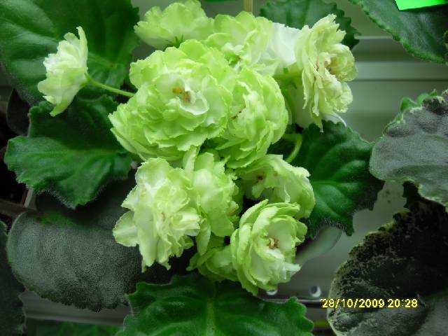 Spring Rose