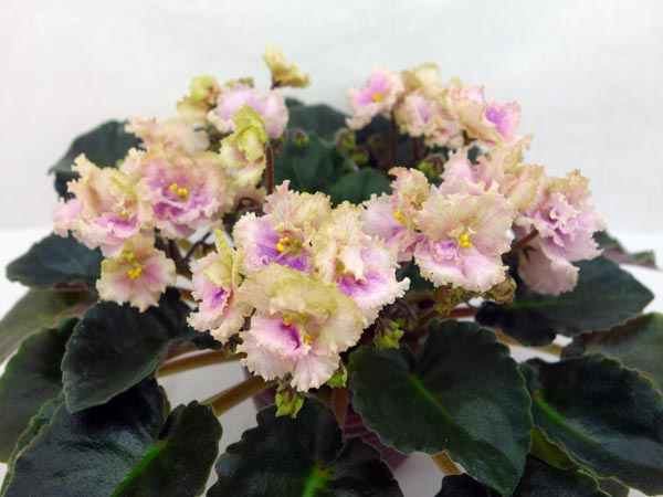 Allegro Watermelon Ruffles.jpg