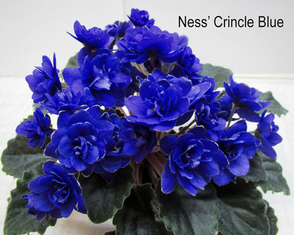 Ness-Crincle-Blue.jpg