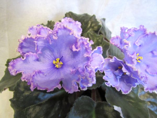 IMG_8653.JPG