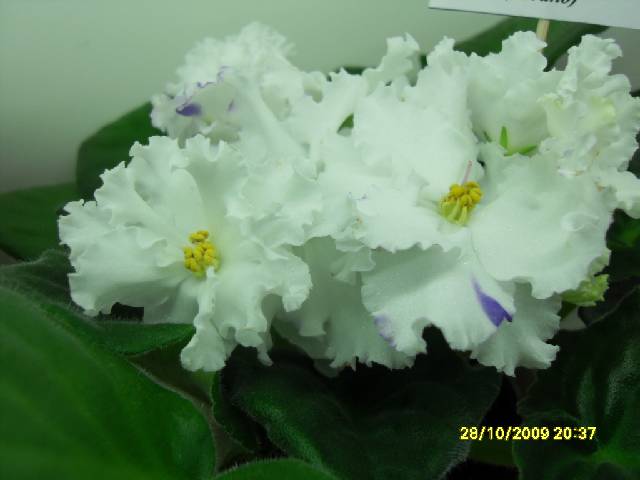 SDC16975_conv.jpg