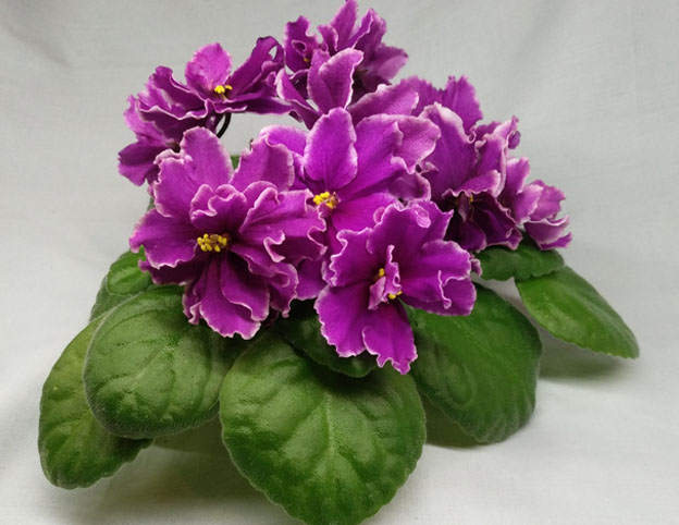 ЛЕ-Фуксиевая Балерина.jpg