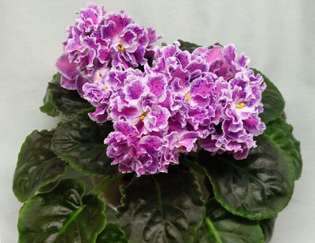 ЛЕ-Розмари.jpg
