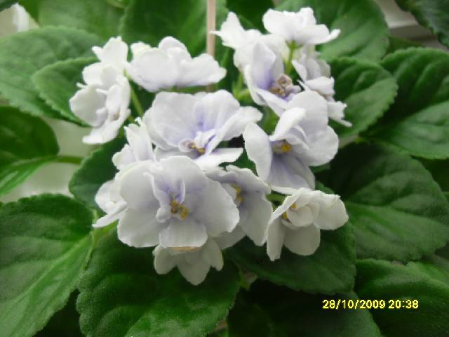Blue Victoria  из колл. Дорофеева Н.В.