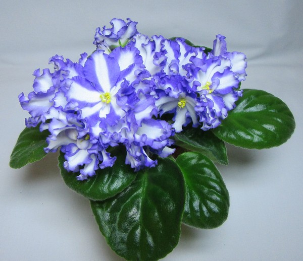Jenny`s Delight