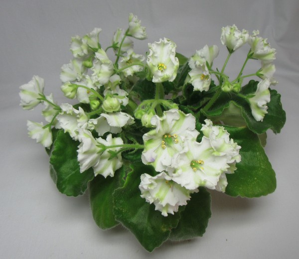 Shimai