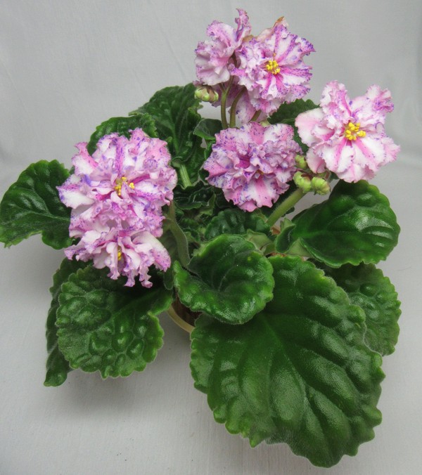 Розовый Какаду