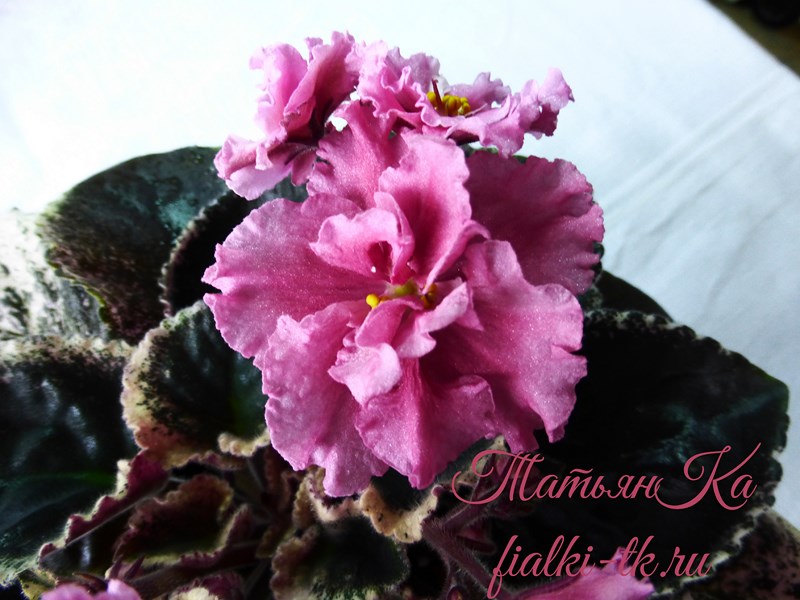 ЛЕ-Одалиска