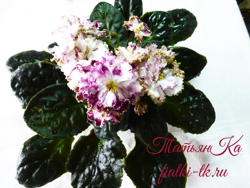 СМ-Стассия