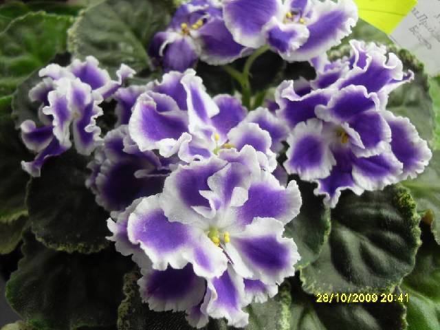 SDC16985_conv.jpg