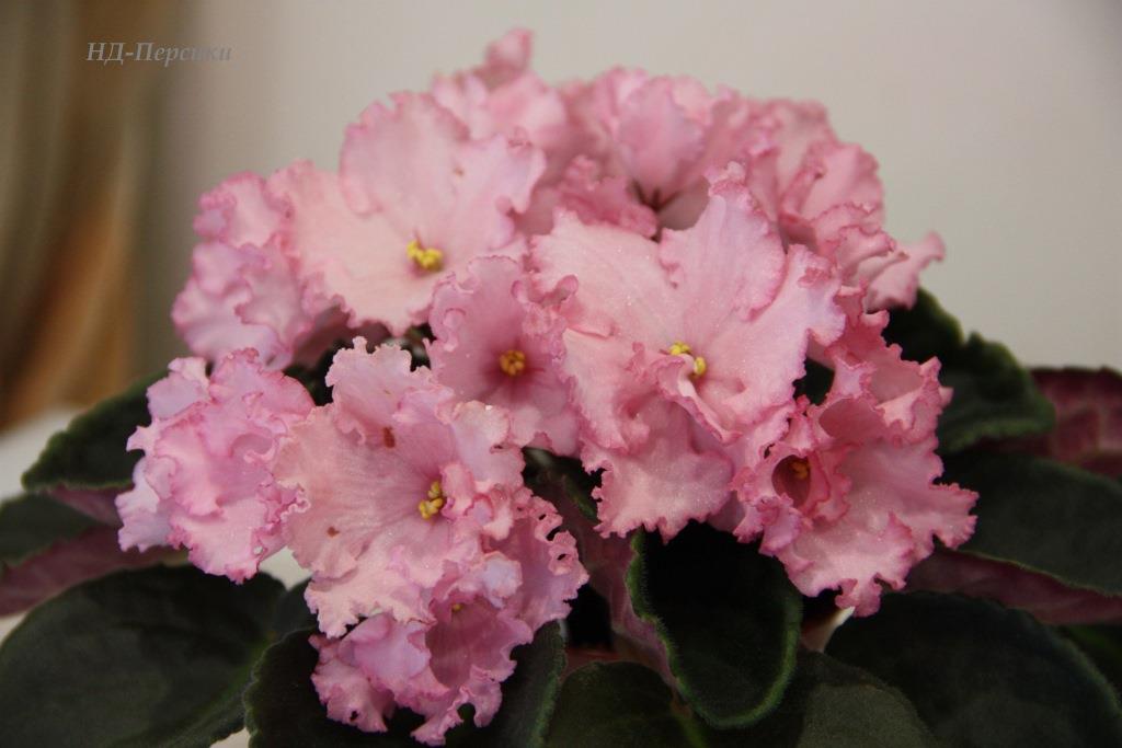 IMG_8051.JPG