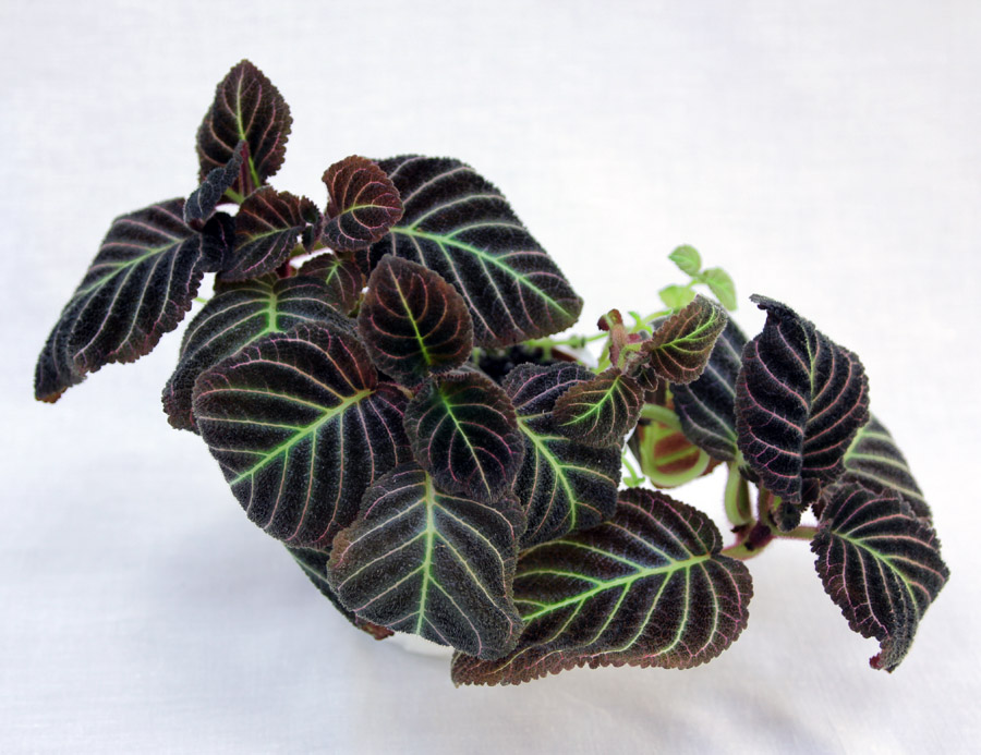 2 место – пирсия hupocyrtiflora, кол. Е. Морозова