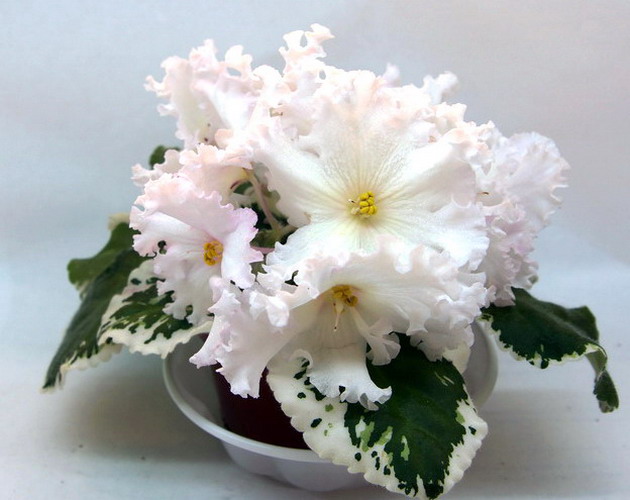 ЛЕ№34-(18).jpg