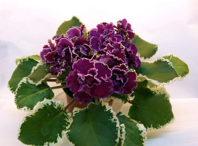 ЛЕ№37-(18).jpg