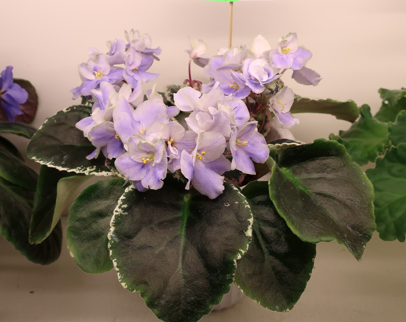 K's-Sage-Wand-(2).jpg
