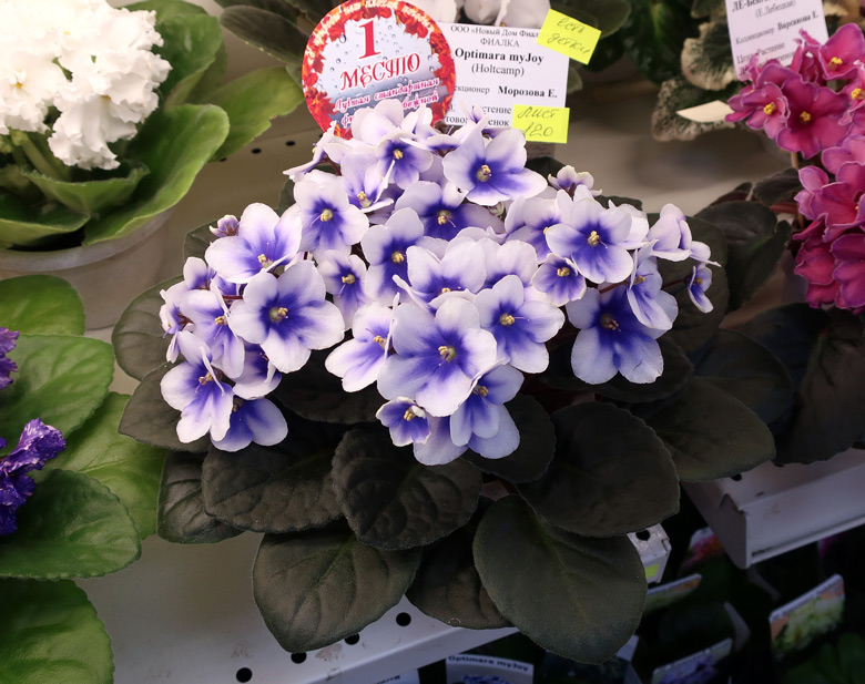 Optimara-myJoy-(Морозова).jpg