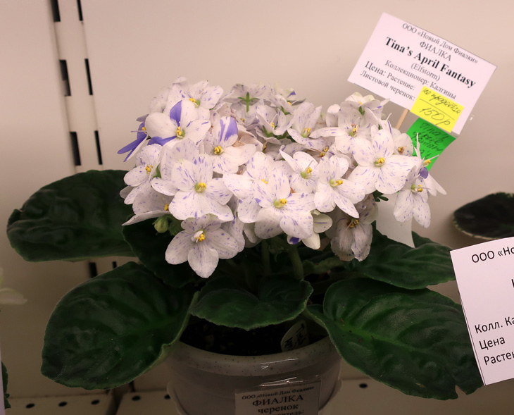Tina's-April-Fantesy.jpg