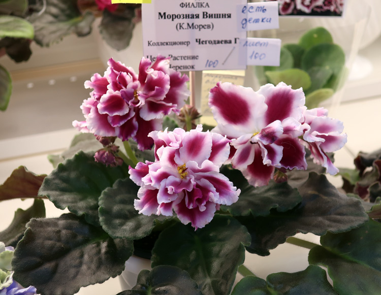 Морозная-Вишня.jpg