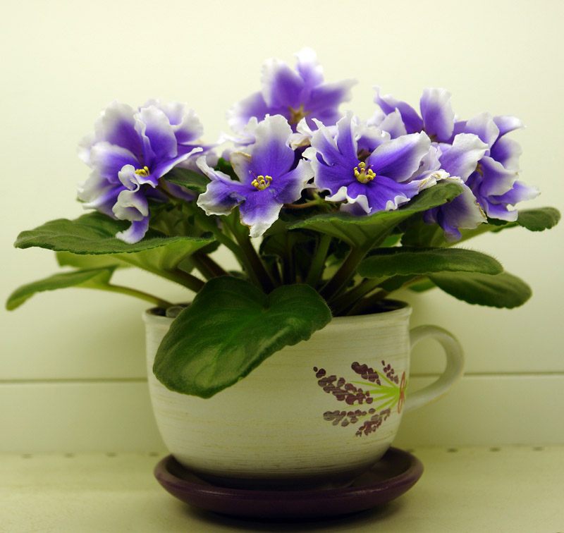 DSC00560 800.jpg