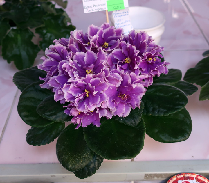 ЛЕ-Фуксиевая-Балерина-(2).jpg