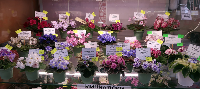 мини-5.jpg