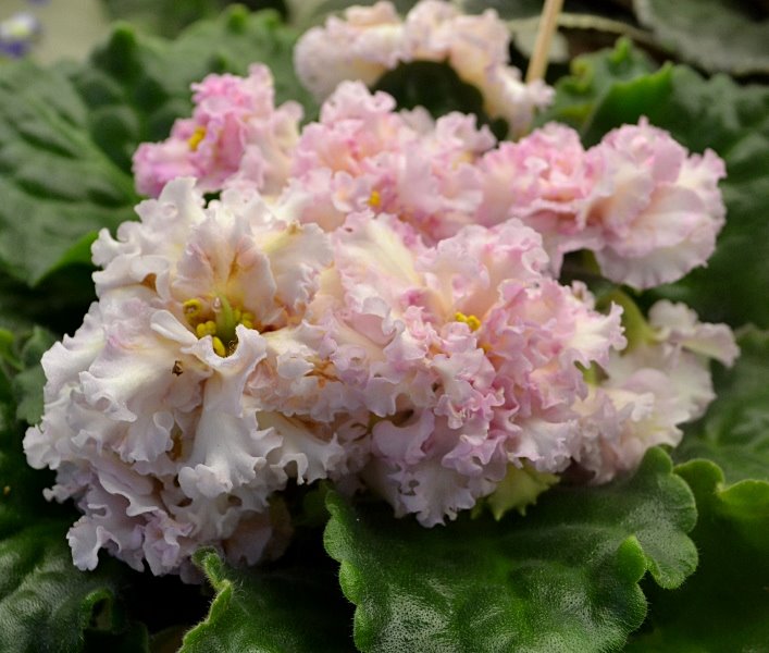 ЛЕ-Злато Скифов Пименова.JPG