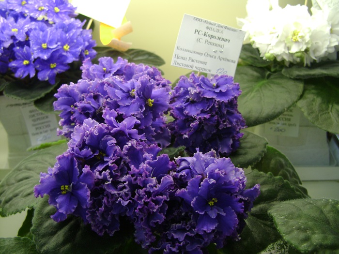 DSC07483.JPG