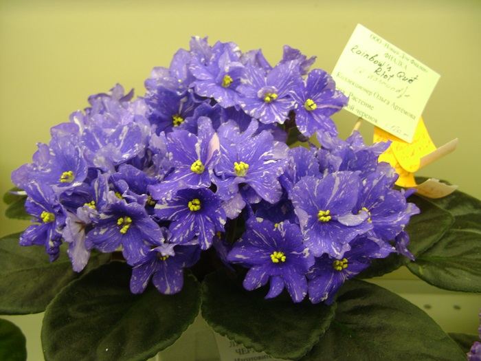 DSC07484.JPG