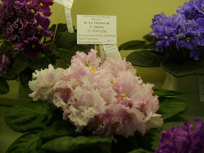 DSC07488.JPG