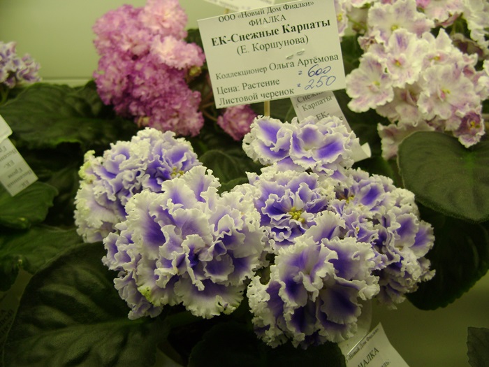 DSC07490.JPG