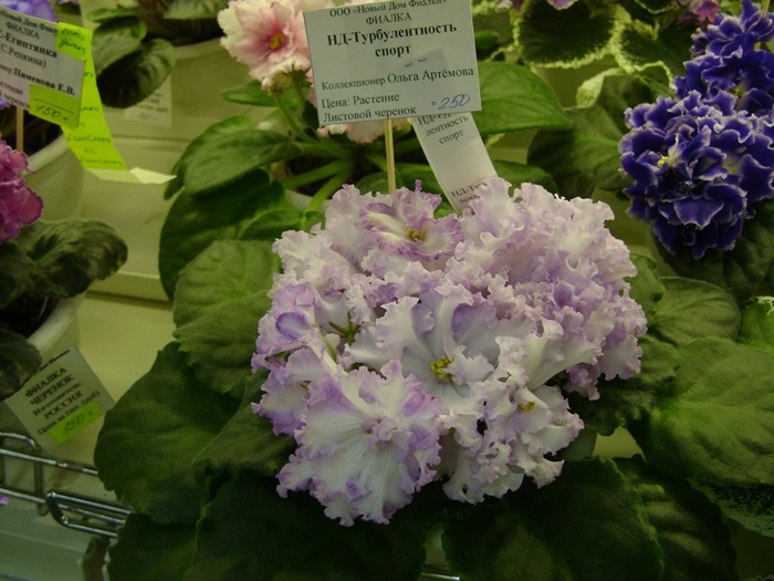 DSC07492.JPG