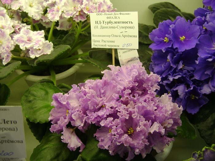 DSC07494.JPG