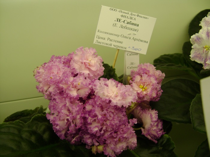 DSC07495.JPG
