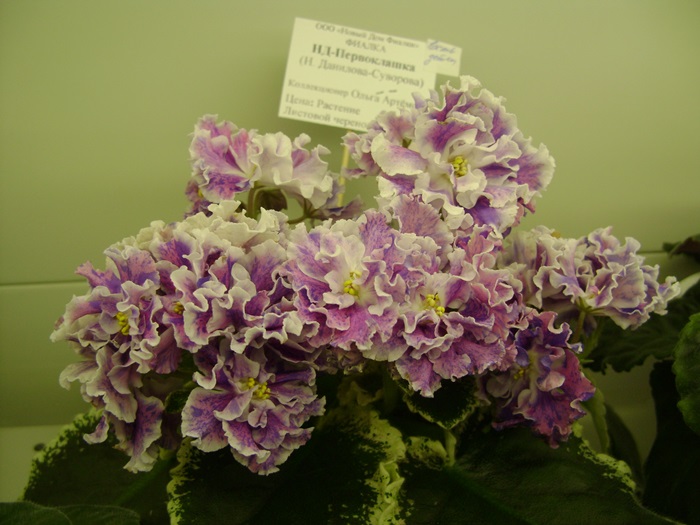 DSC07496.JPG