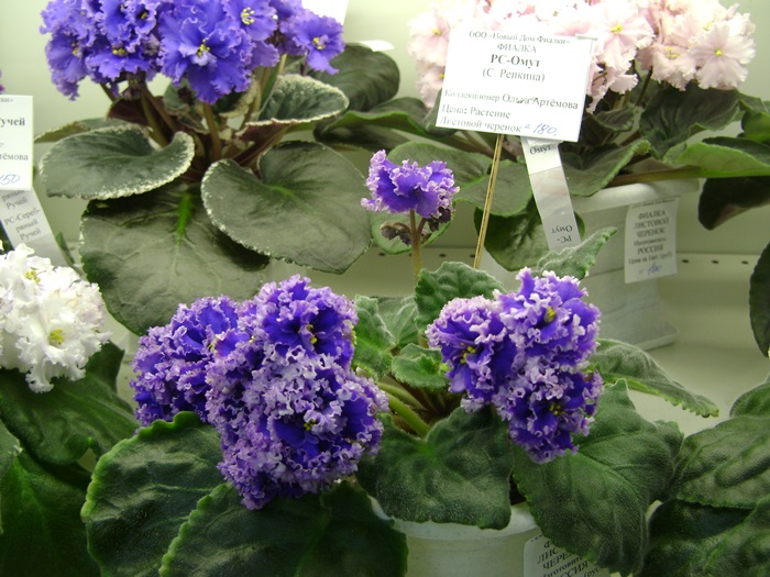 DSC07500.JPG