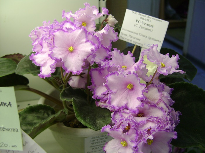 DSC07502.JPG