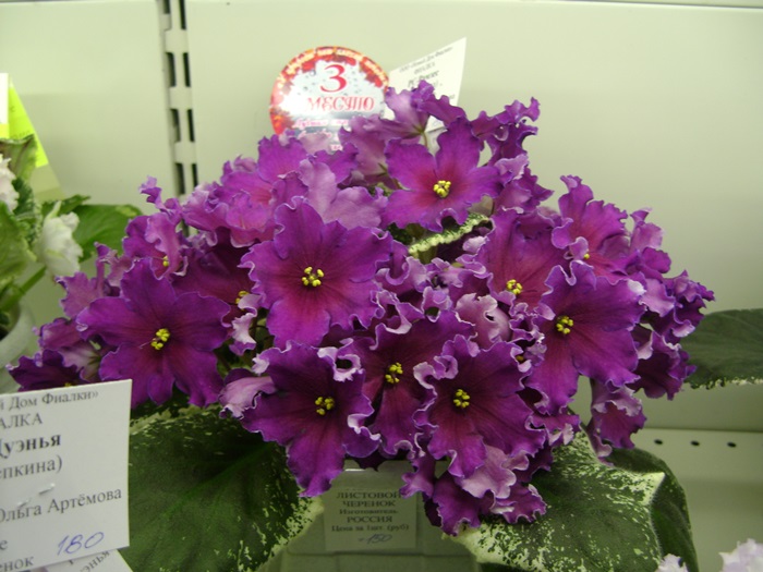 DSC07504.JPG