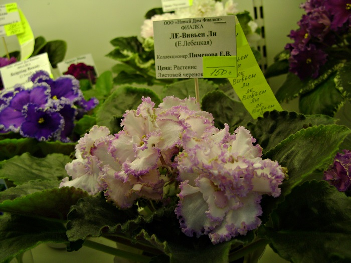 DSC07505.JPG
